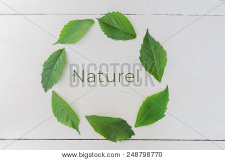 Green Leaves In A Circle On A White Background. Copy Space. Naruel And Beauty