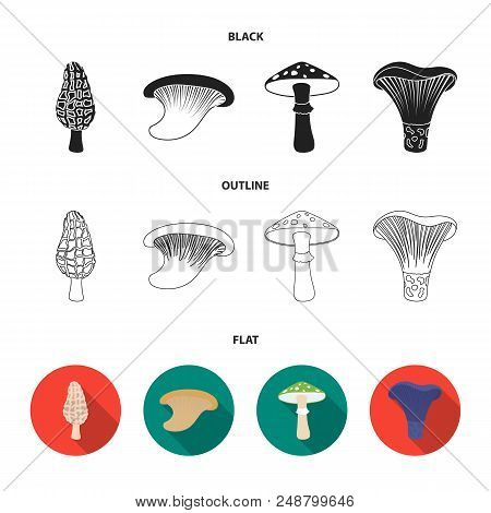 Morel, Oyster, Green Amanita, Actariu , Indigo. Set Collection Icons In Black, Flat, Outline Style V