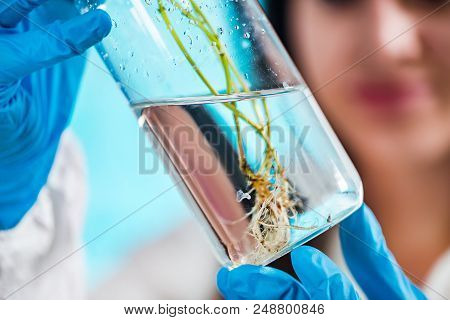 Biologist Examining Plant Roots