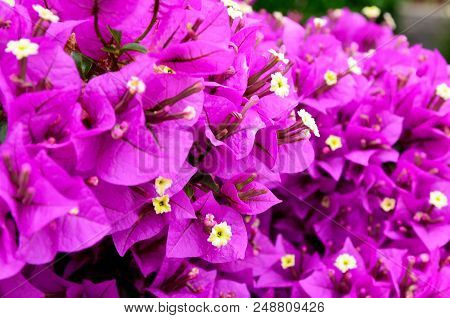 Blooming Bougainvillea Plant With Beautiful Magenta Flowers As A Floral Background.bougainwille Is A
