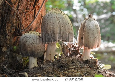 Coprinopsis Atramentaria, Commonly Known As The Common Ink Cap Or Inky Cap