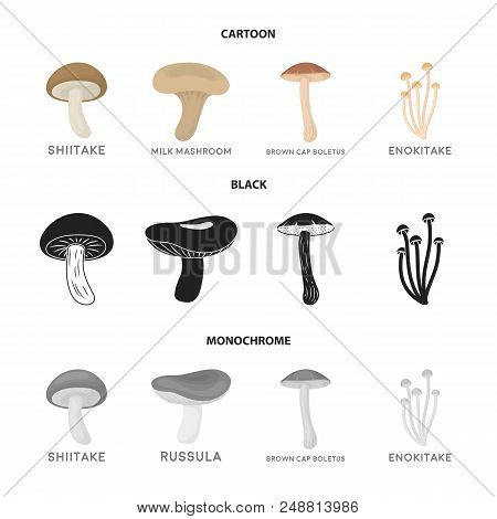 Shiitake, Brown Cap Boletus, Enokitake, Milk. Set Collection Icons In Cartoon, Black, Monochrome Sty