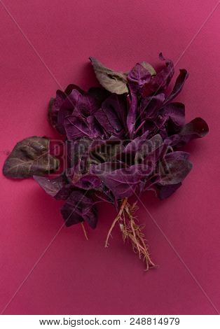 fresh purple orach