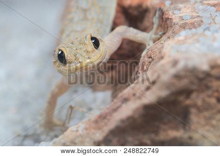Funny Portrait Of Kotschy's Gecko, Mediodactylus Kotschyi