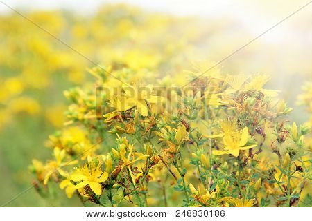 Yellow Flowers Of St.-john's Wort In Sunny Rays. Medicinal Herb
