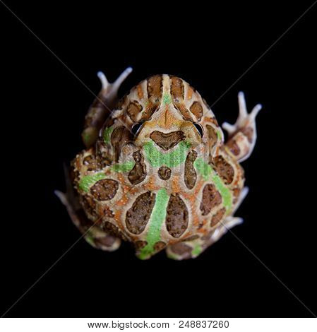 The Chachoan Horned Frog, Ceratophrys Cranwelli, Isolated On Black Background