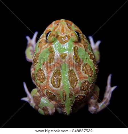 The Chachoan Horned Frog, Ceratophrys Cranwelli, Isolated On Black Background