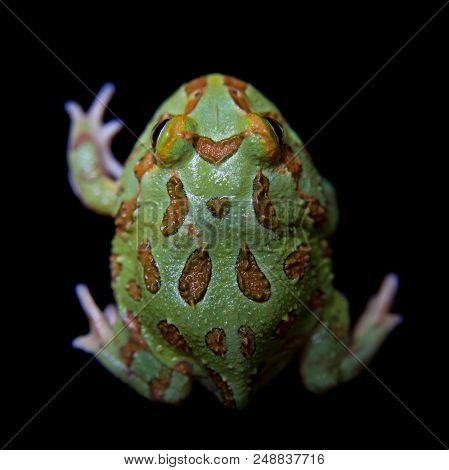 The Chachoan Horned Frog, Ceratophrys Cranwelli, Isolated On Black Background