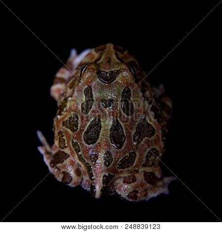 The Chachoan Horned Frog, Ceratophrys Cranwelli, Isolated On Black Background