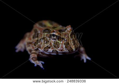The Chachoan Horned Frog, Ceratophrys Cranwelli, Isolated On Black Background