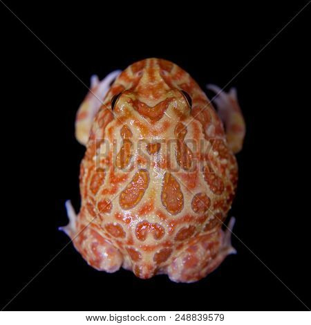 The Chachoan Horned Frog, Ceratophrys Cranwelli, Isolated On Black Background