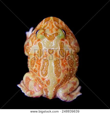 The Chachoan Horned Frog, Ceratophrys Cranwelli, Isolated On Black Background