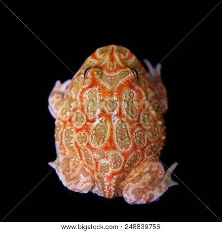 The Chachoan Horned Frog, Ceratophrys Cranwelli, Isolated On Black Background