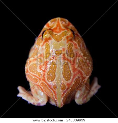 The Chachoan Horned Frog, Ceratophrys Cranwelli, Isolated On Black Background