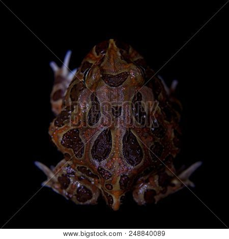 The Chachoan Horned Frog, Ceratophrys Cranwelli, Isolated On Black Background