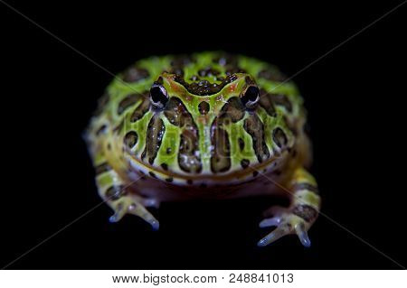 The Argentine Horned Froglet, Ceratophrys Ornata, Isolated On Black Background
