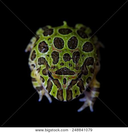 The Argentine Horned Froglet, Ceratophrys Ornata, Isolated On Black Background