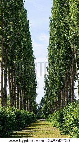 The View Up An Avenue Of Poplar Trees