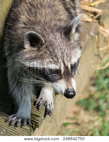 A Close Up Portrait Of A Raccoon