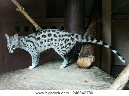 Portrait Of A Common Genet Cat Like Animal