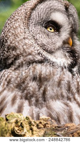 A Close Up Portrait Of A Great Grey Owl