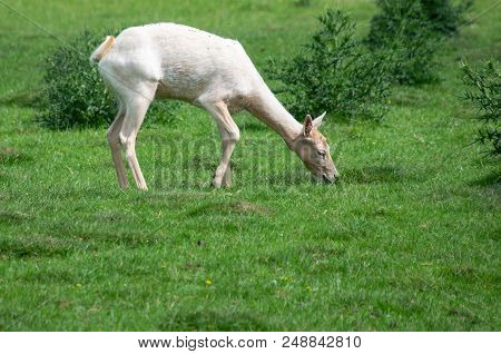 An Albino Or White Fallow Deer Grazing