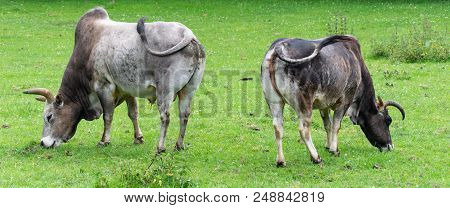 A Pair Of Dwarf Zebu Grazing In A Field