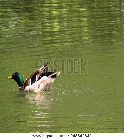 Bottoms Up Duck