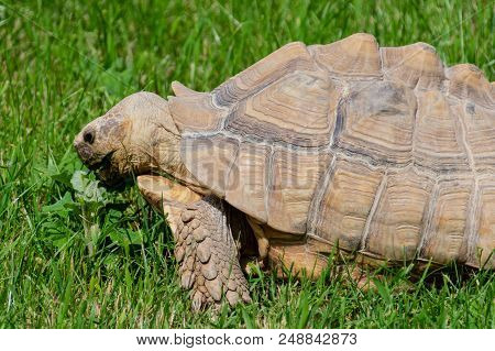 A Giant Tortoise Grazing On Green Grass