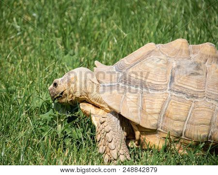 A Giant Tortoise Grazing On Green Grass