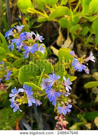 Cushion fanflower, small fan flowers in blue purple growing at Hamelin Bay Beach, Western Australia (Scaevola crassifolia)
