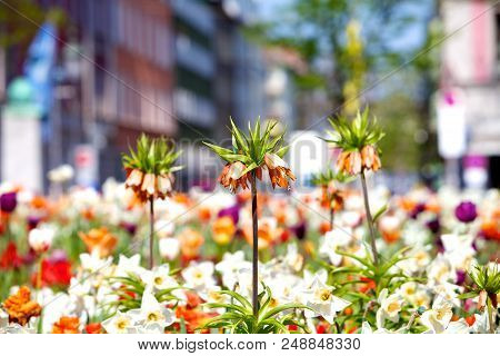 Flowers In The Center Of Munich At Gaertner Platz
