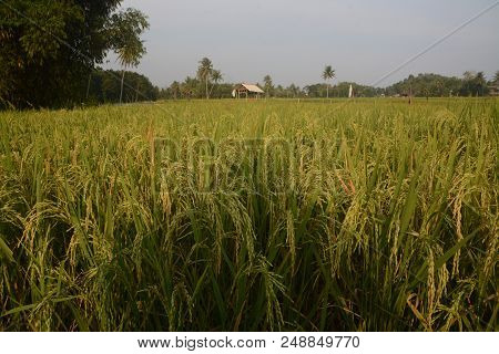 Rice Start Yellowing At Rice Fields At Gunungkidul, Yogyakarta, Indonesia, Asia
