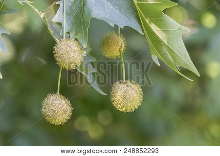 Spiky Balls Of Massed Seed On Platanus Acerifolia Tree