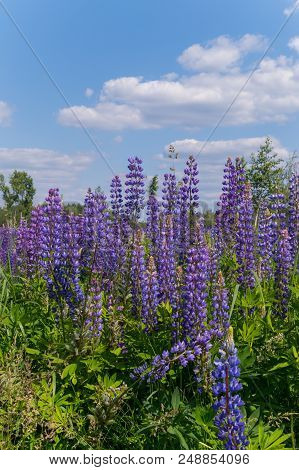 A Field Of Bright Purple Verbena Flowers With A Clear Blue Sky On The Back. A Heady Aroma Attracts P