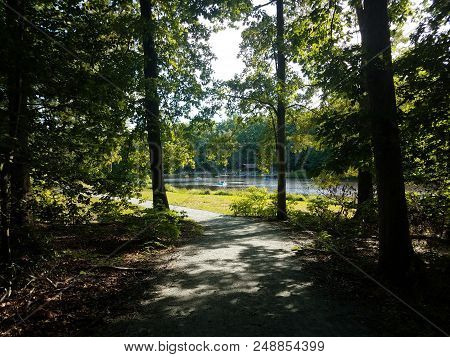 Forest Or Woods With Many Trees And A Lake With Paddleboats
