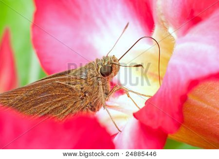 Butterfly on red flower