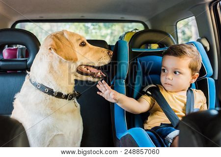 Adorable Toddler Boy In Safety Seat Touching Labrador Dog On Backseat
