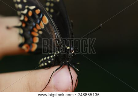 Palamedes Swallowtail Butterfly. Photographed In Canada This Is A Common Butterfly In Canada