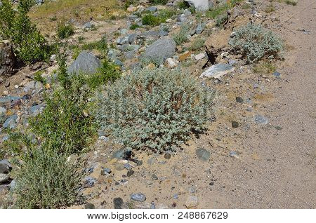 Round Bushes Of Medicinal Herb Sagebrush (artemisia Rutifolia) With Silver Colored Leaves Among Sand