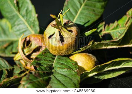 The Forgotten Stone Fruit Called Mispilus Germanica