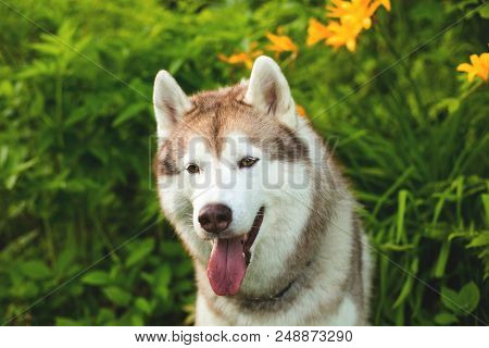Close-up Portrait Of Cute Beige Dog Breed Siberian Husky With Tonque Hanging Out Sitting In Green Gr