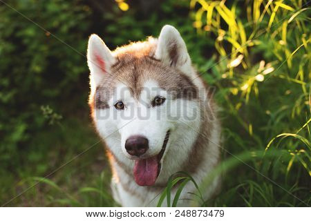 Close-up Image Of Cute Dog Breed Siberian Husky With Tonque Hanging Out In The Forest At Sunset. Por