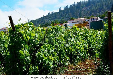 View Of A Vineyard In The South Of Tenerife,canary Islands,spain.grape Wineland Countryside Landscap