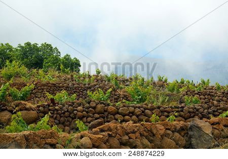 View Of A Vineyard In The South Of Tenerife,canary Islands,spain.grape Wineland Countryside Landscap