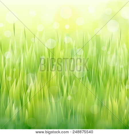 Vector Natural Green Background With Sunlight And Grass.