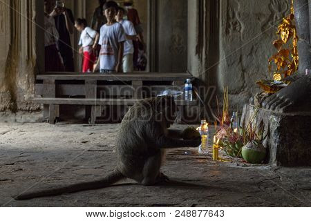 Siem Reap, Cambodia - 14 April 2018: Monkey Eating Divine Offering In Buddhist Altar. Monkey Eats Tr