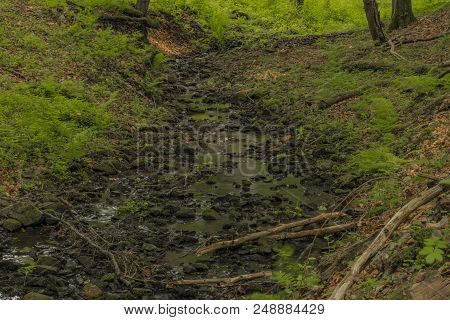 Usovicky Creek In Summer Day Near Marianske Lazne Spa Town