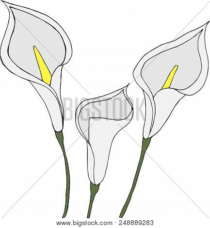 White Callas Isolated On White Background. Hand Drawn Illustration.