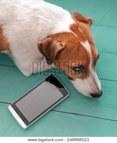 Close-up Portrait Of Sad Cute Dog Jack Russell Lying On Green Blue Wooden Floor Next To Mobile Phone